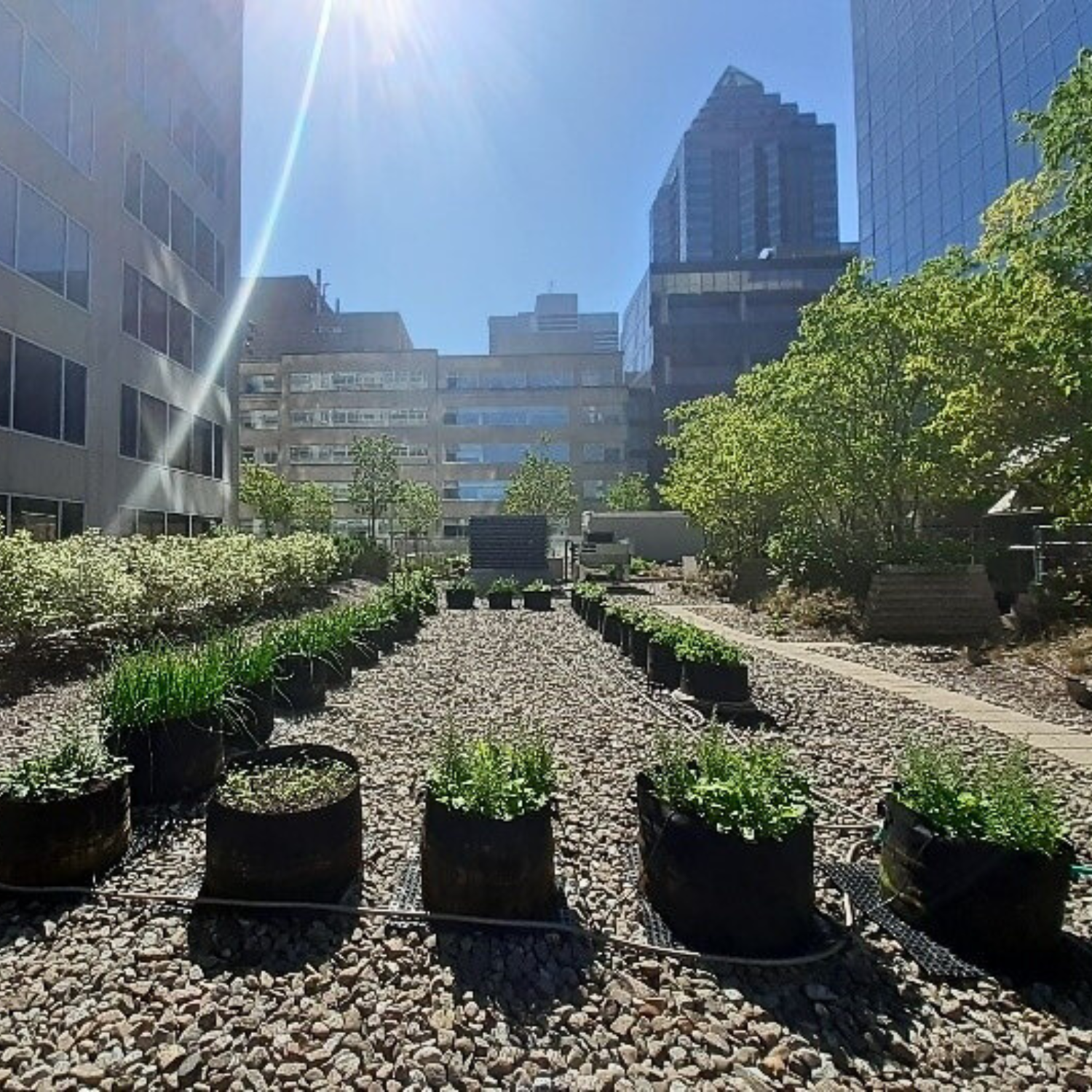 Jardin sur toit de BBA