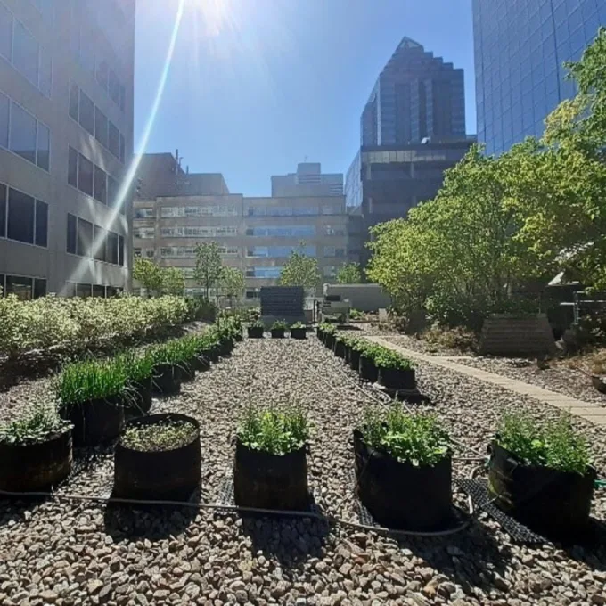 Jardin sur toit de BBA