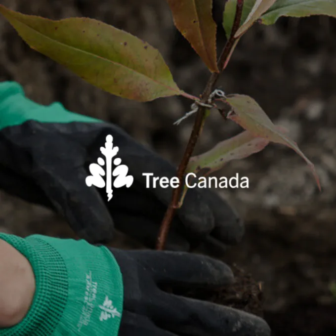 Arbre Canada EN