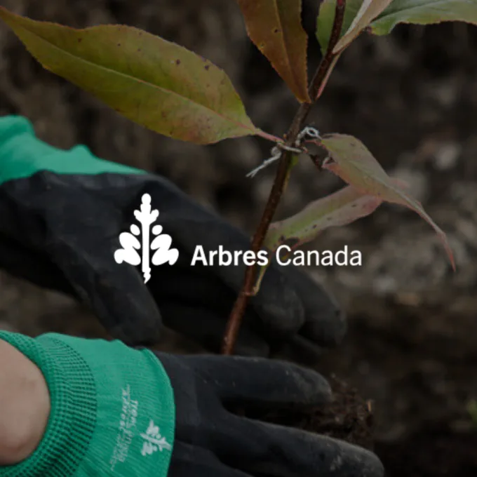 Arbre Canada FR