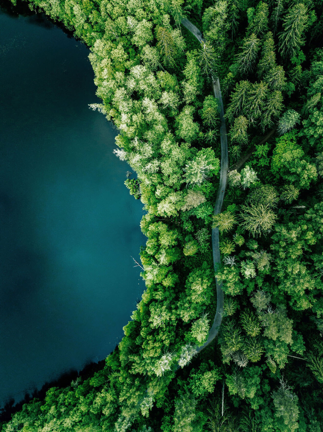 Environnement - Lac avec forêt - Rapport annuel 2020