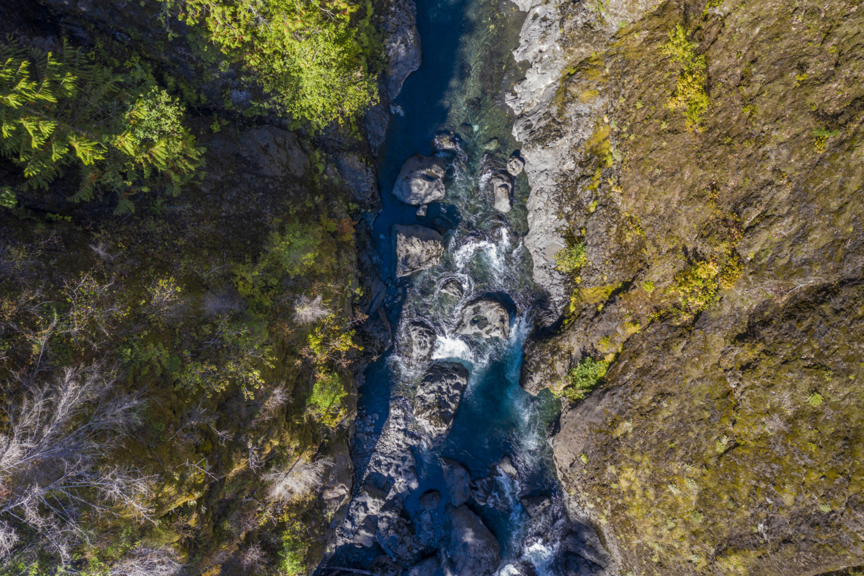 Environment - River and forest