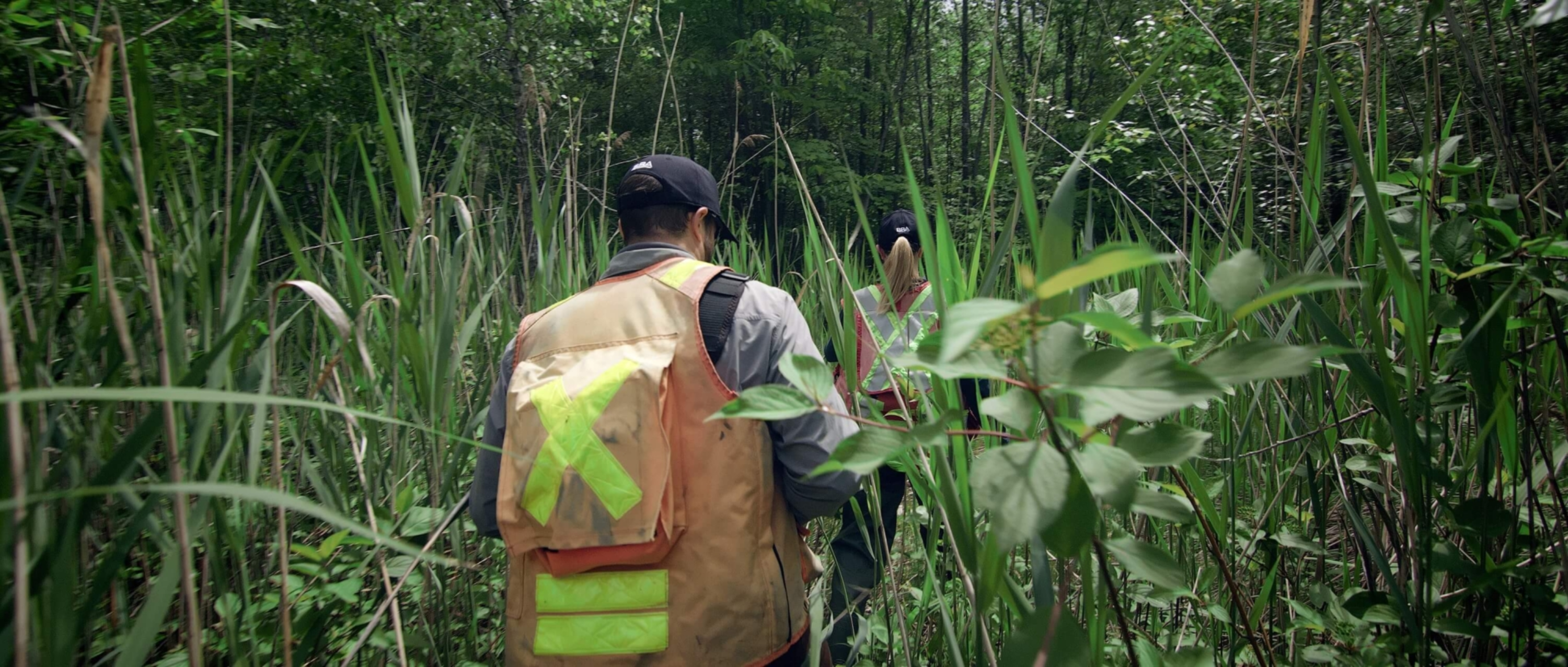Environnement - Dens marchant dans un marais à travers des quenouilles