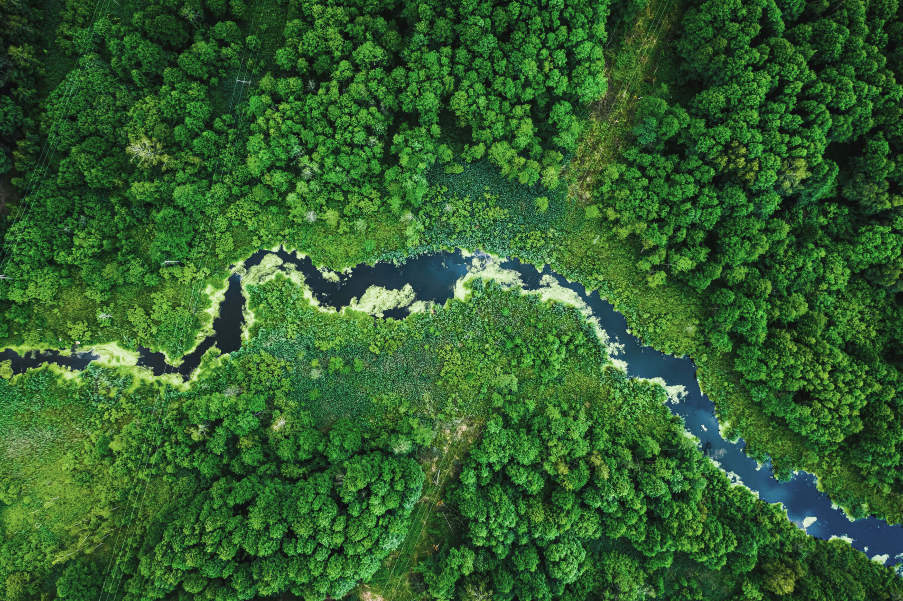 River and forest