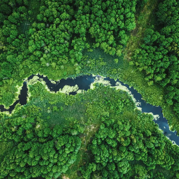 River and forest