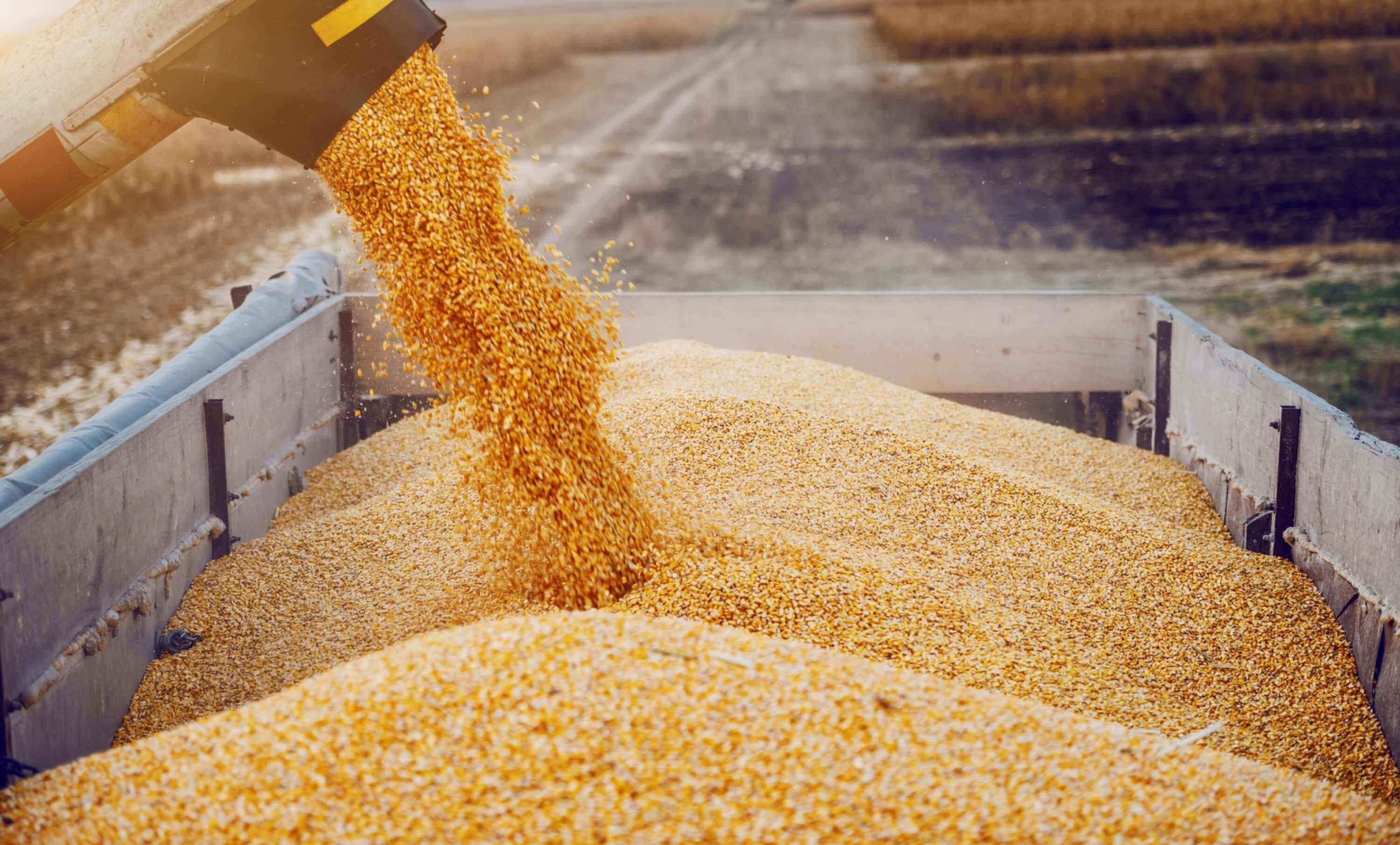 Agrifood grain