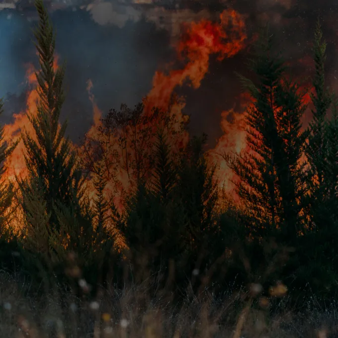 News forest fire lab city BIL