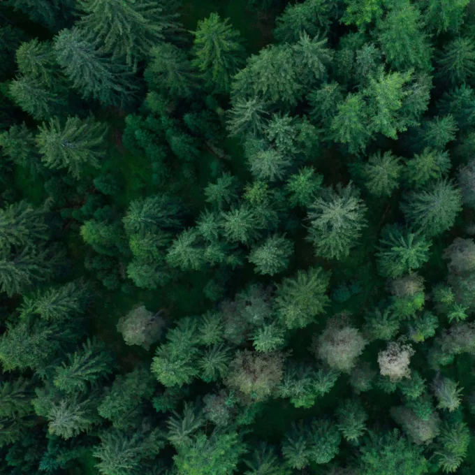 Carbon Capture - Pine forest
