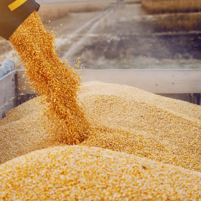 Agrifood grain